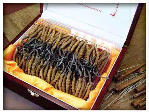 陆良冬虫夏草回收